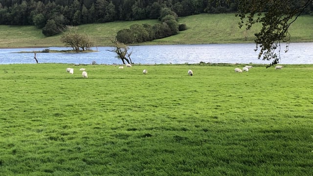 Action needed at a critical time for the sheep sector