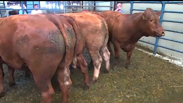 Over 600 beef cattle at show and sale in Sixmilebridge