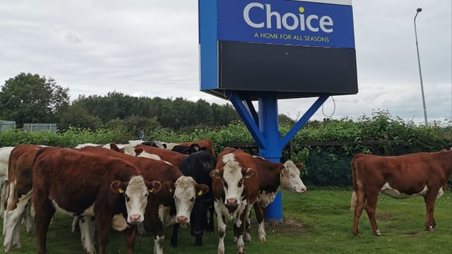 Shoppers corral loose heifers for an hour...in Naas carpark