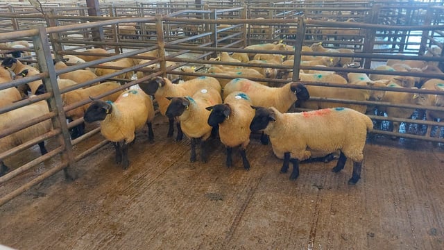 Farmers look to ewe lambs to keep options open