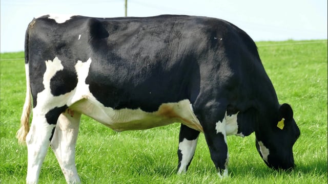 Autumn dairy sales return to Carnaross and Dungannon