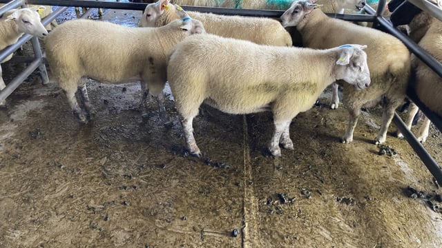 'Take no less than €6.00/kg, as lamb prices improve'