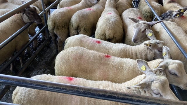 Sheep kill: Throughput rises to break 64,000 head