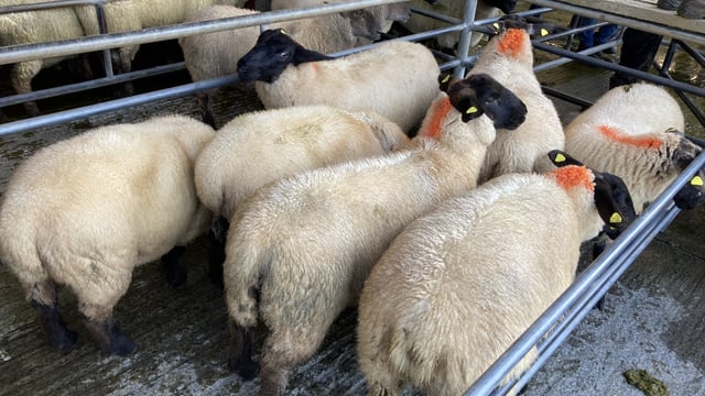 Sheep kill: Lamb throughput up nearly 5,000 head on the week before to lift overall kill