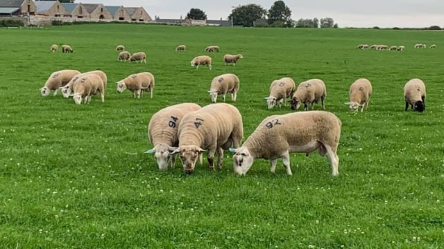 'Great from Grass’ breeding sheep sale sees prices reach £2,000