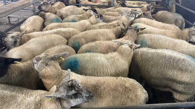 Sheep trade: Lamb quotes unchanged