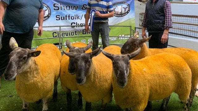 Donegal Cheviot & Cheviot Cross Breeders' sale sees prices top €300/head