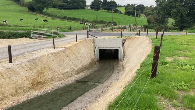 Infrastructure Focus: Improving cow flow and comfort with an underpass and astroturf