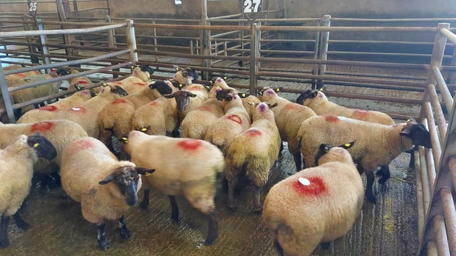 Sheep trade: Base prices for lambs rise by another 10c/kg