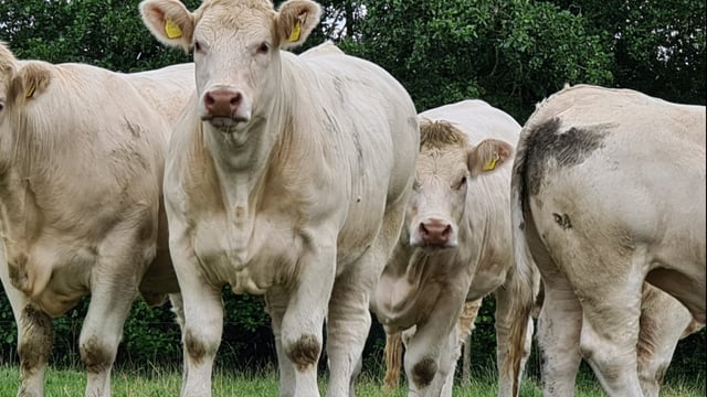 Charolais 'production sale' at Tullamore Mart this Friday