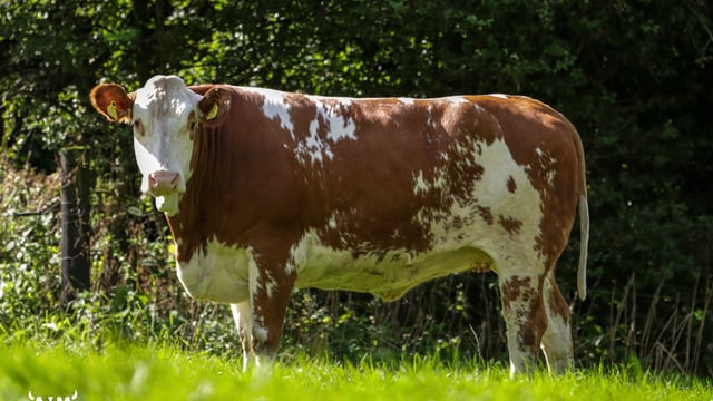 'Cows.ie' to host on-farm sale of 'unique' dairy heifers
