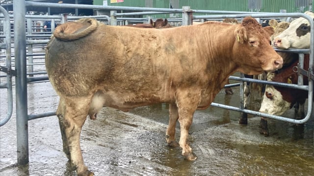 Mart trade for beef cows 'surpassing factory price'