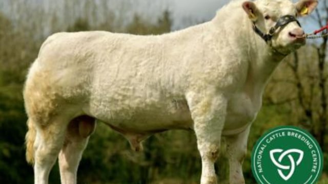 ICBF unveils 'high index beef bulls' panel for Autumn 2021