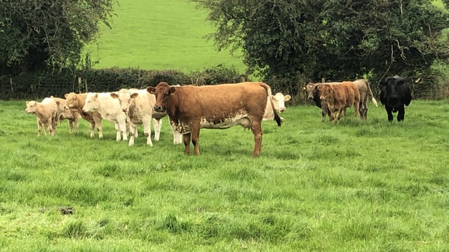 Suckler farmers: October 31 BDGP deadline approaching