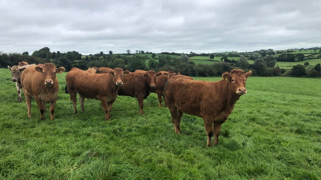 Factory quotes hold as Christmas beef kill beckons