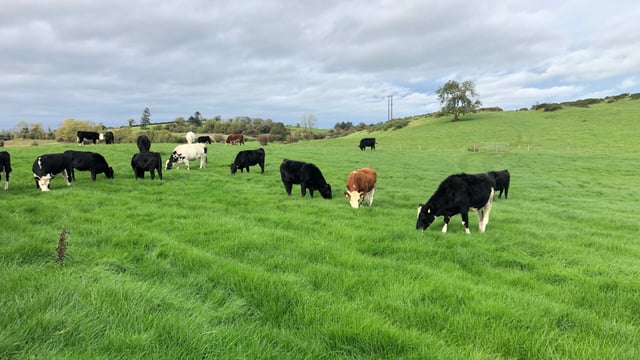 Outlook 2022: Positive beef price while young cattle to drop in price