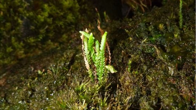 Second population of rare fern discovered in Killarney National Park