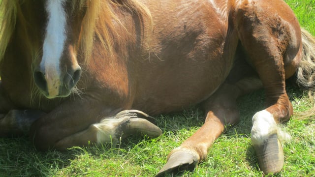 Cork man banned from keeping equines for 5 years