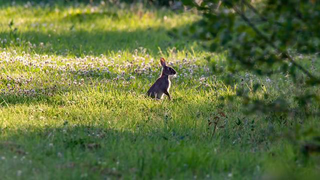 World Habitat Day: Remember the food and shelter that hedges provide