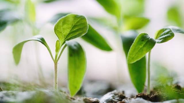 Bioeconomy Ireland Week begins today