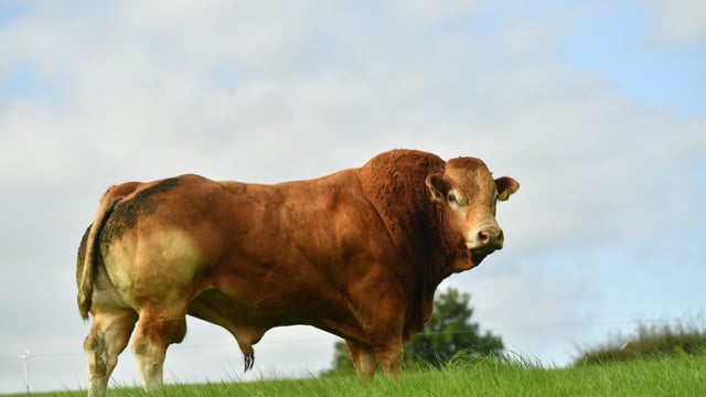 Murphy to step down from role of Limousin society CEO