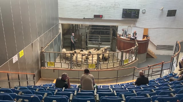 'Phenomenal trade' seen at Kilkenny Mart's sheep sale on Monday