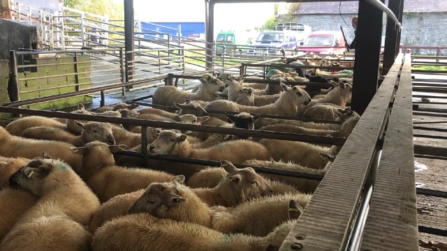 Sheep trade: Lamb prices see 5-10c/kg lift