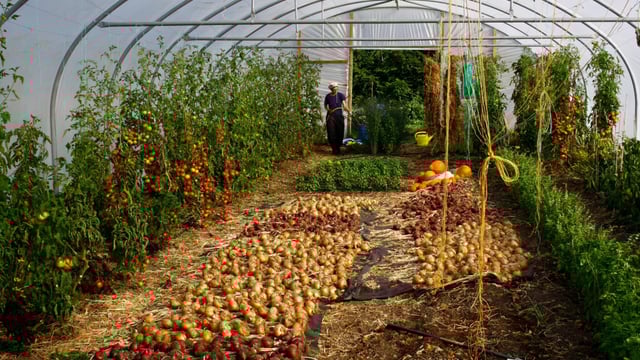 More supports needed for small scale local production