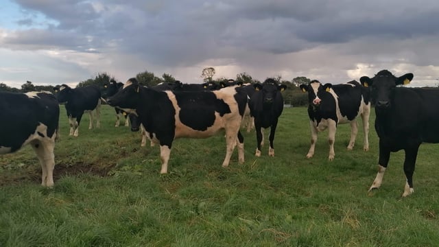 Possextown herd dispersal sale achieves top price of €2,700