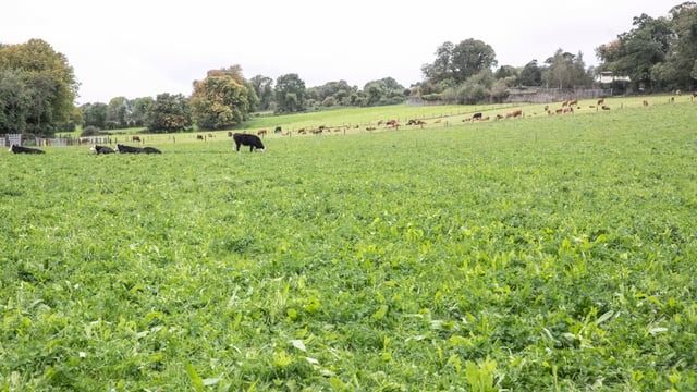 Biomethane could reduce beef farm emissions by 25%
