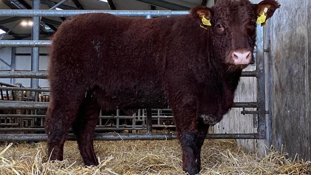 'Red hot trade' for breeding heifers at Salers annual sale