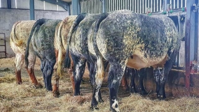 Special sale of 'high-end' heifers set for Elphin this Friday