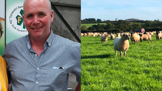 'Planned Sheep Improvement Scheme will only deliver a payment of €7.70/ewe'
