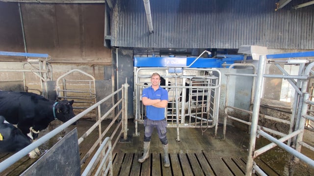 Dairy throwback: Milk quality to the fore in robotic milking herd