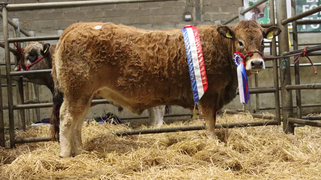 Aubrac Society sale sees in-calf heifer take top price