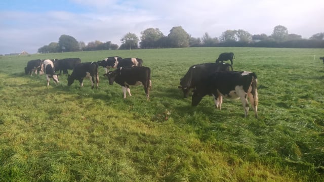 Carnew Mart set to hold sale of high-EBI heifers