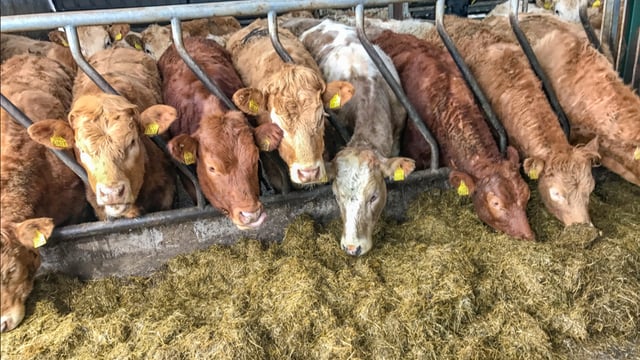 DAFM urged to use additional €20.5m for animal health 'effectively'