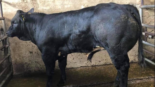 Quality weanlings 'in high demand' at Dowra Mart