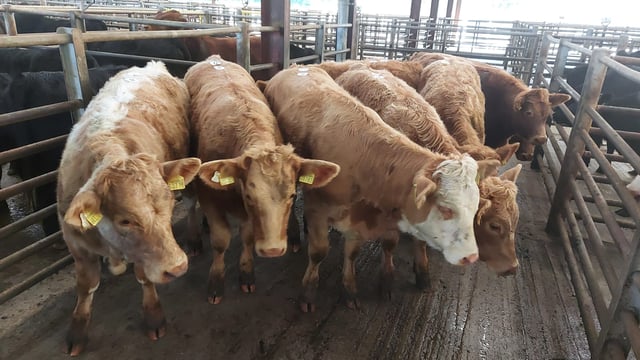 Weanlings top €1,310 at Enniscorthy Mart