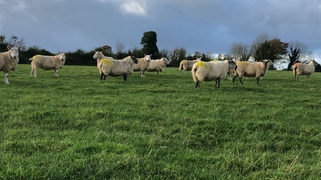 Two further cases of bluetongue confirmed in livestock in Kent
