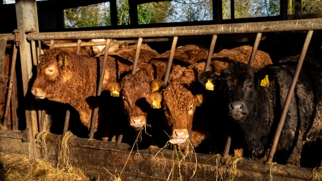Climate council report predicts less cattle and lower output
