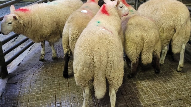Finished lambs up €5/head at Baltinglass Mart