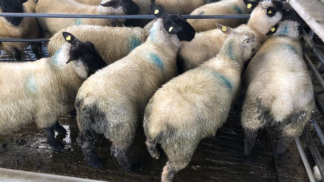 Sheep trade: Condition of lambs described as a 'mixed bag'
