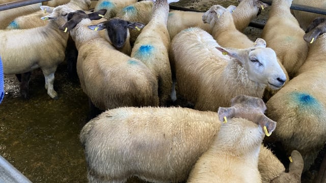Sheep kill: Throughput for last week falls slightly to tally 62,105 head