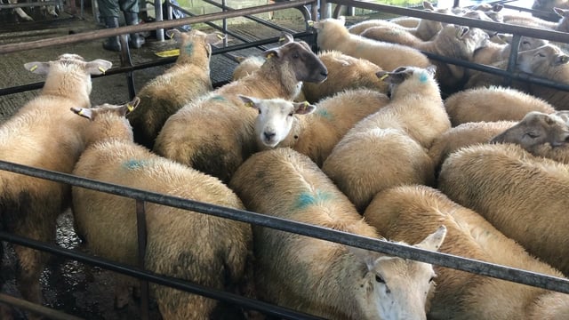 UK sheepmeat imports rise in June but exports fall