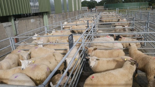 Sheep marts: Demand for finished lambs remains strong