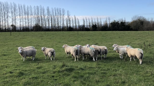 '€9/kg for lambs to be got' as farmers hold back to get weights up