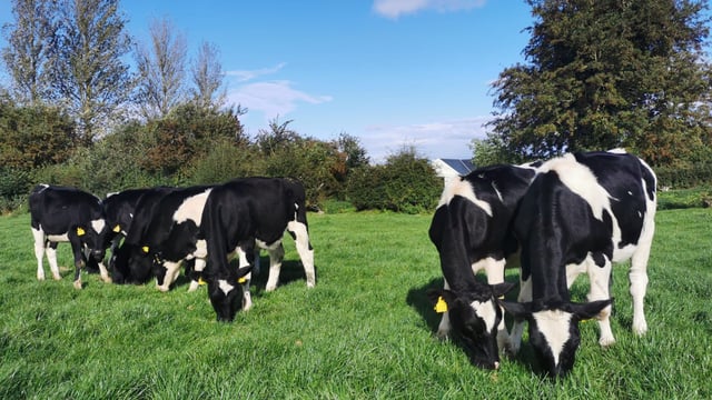 Cashel Mart's second 'virtual sale' sees prices surpass €1,800