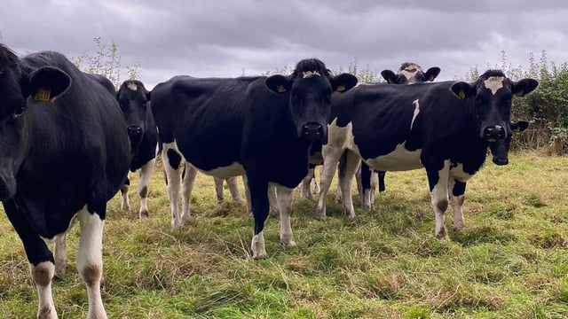 High EBI 'virtual sale' returns to Cashel Mart this Friday