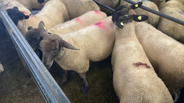 Sheep kill: Throughput for last week rises to over 60,000 head again